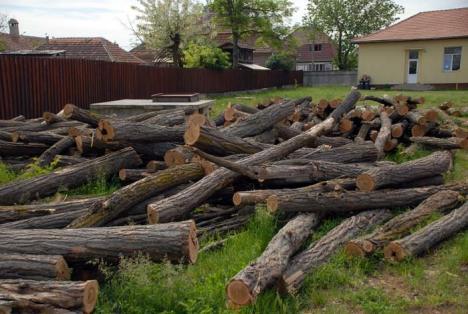 Parcul din pădure: Un primar a ras 2,6 hectare de salcâmi ca să facă un parc, deşi nu are bani (FOTO)